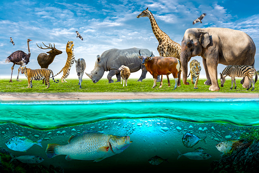 Wildlife Conservation Day Wild animals to the home. Or wildlife protection